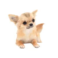 SarahL, a female Chihuahua for sale in Orlando, FL – Photo 1 of 10