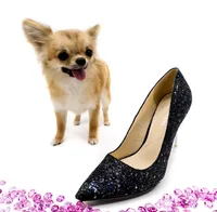 SarahL, a female Chihuahua for sale in Orlando, FL – 10 of 10