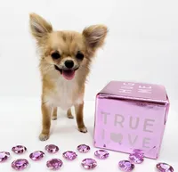 SarahL, a female Chihuahua for sale in Orlando, FL – 9 of 10