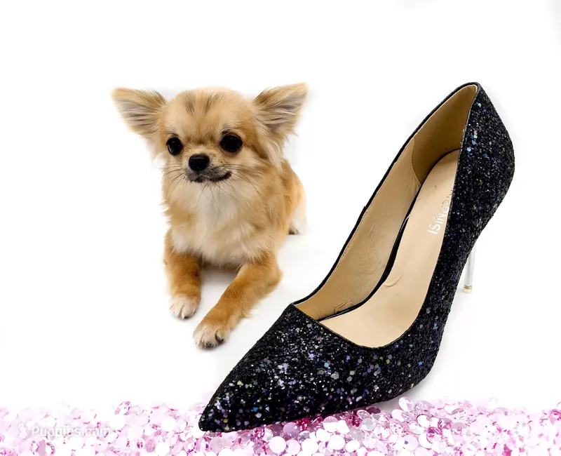 SarahL – Chihuahua puppy for sale in Orlando, FL