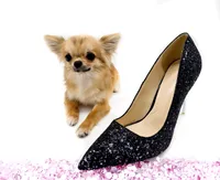 SarahL, a female Chihuahua for sale in Orlando, FL – 1 of 10