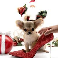 SarahL, a female Chihuahua for sale in Orlando, FL – Photo 3 of 10