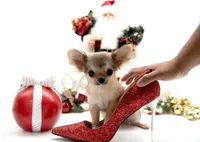 SarahL, a female Chihuahua for sale in Orlando, FL – Photo 1 of 3