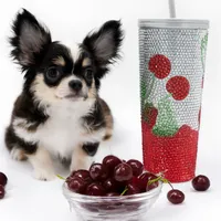 Ch B, a male Chihuahua for sale in Orlando, FL – Photo 1 of 2