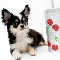 Ch B, a male Chihuahua for sale in Orlando, FL – Photo 2 of 2