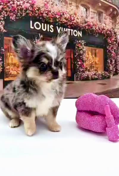 LV, a male Chihuahua for sale in Orlando, FL – 2 of 2