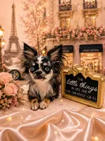 Isla, a female Chihuahua for sale in Orlando, FL – 1 of 10