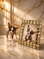 Romeo Chocolate Boy, a male Chihuahua for sale in Orlando, FL – 2 of 5