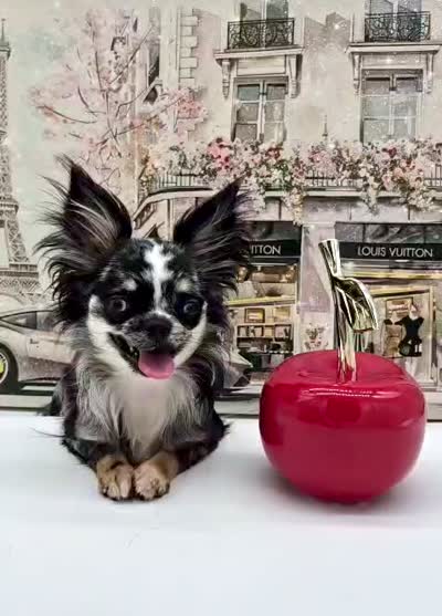 Isla, a female Chihuahua for sale in Orlando, FL – 6 of 10