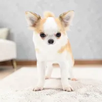 Sofia, a female Chihuahua for sale in Orlando, FL – Photo 9 of 10