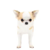 Sofia, a female Chihuahua for sale in Orlando, FL – Photo 7 of 10