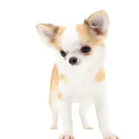 Sofia, a female Chihuahua for sale in Orlando, FL – Photo 2 of 10