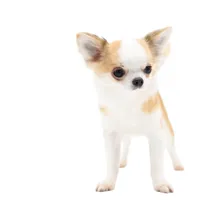 Sofia, a female Chihuahua for sale in Orlando, FL – Photo 8 of 10