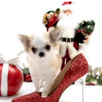 Sofia, a female Chihuahua for sale in Orlando, FL – Photo 4 of 10