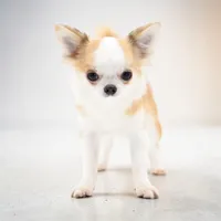 Sofia, a female Chihuahua for sale in Orlando, FL – Photo 1 of 10