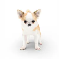 Sofia, a female Chihuahua for sale in Orlando, FL – Photo 3 of 10