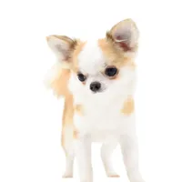 Sofia, a female Chihuahua for sale in Orlando, FL – Photo 10 of 10