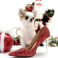 Sofia, a female Chihuahua for sale in Orlando, FL – Photo 6 of 10