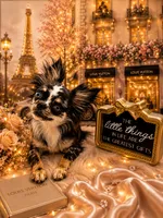 Isla, a female Chihuahua for sale in Orlando, FL – 3 of 10