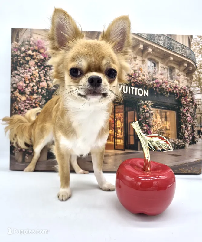 ThomasV – Chihuahua puppy for sale in Orlando, FL