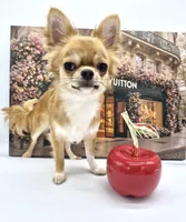 ThomasV, a male Chihuahua for sale in Orlando, FL – 1 of 7