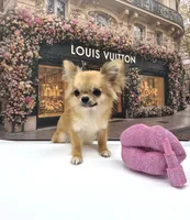SarahL, a female Chihuahua for sale in Orlando, FL – 2 of 10