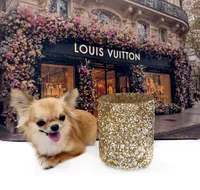 SarahL, a female Chihuahua for sale in Orlando, FL – 3 of 10