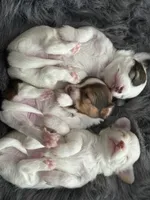 Pal, a male Chihuahua for sale in Hopkins, MN – Photo 5 of 8