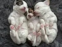 Pal, a male Chihuahua for sale in Hopkins, MN – Photo 6 of 8