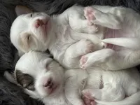 Milo, a male Chihuahua for sale in Hopkins, MN – Photo 5 of 10