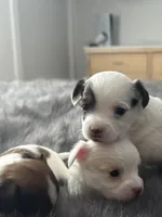 Milo, a male Chihuahua for sale in Hopkins, MN – Photo 3 of 10