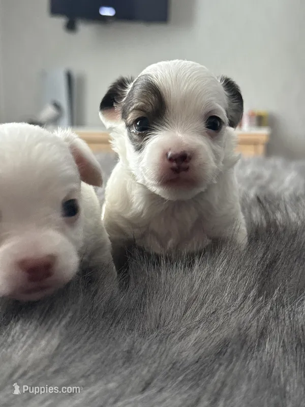 Milo, a male Chihuahua for sale in Hopkins, MN – Photo 1 of 10