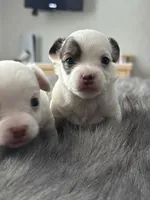 Milo, a male Chihuahua for sale in Hopkins, MN – Photo 1 of 10