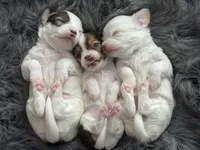 Milo, a male Chihuahua for sale in Hopkins, MN – Photo 7 of 10