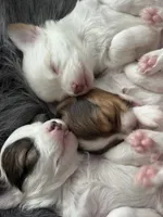 Milo, a male Chihuahua for sale in Hopkins, MN – Photo 10 of 10