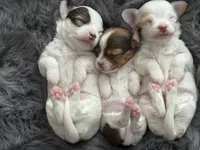 Milo, a male Chihuahua for sale in Hopkins, MN – Photo 6 of 10