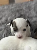 Milo, a male Chihuahua for sale in Hopkins, MN – Photo 2 of 10