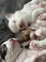 Milo, a male Chihuahua for sale in Hopkins, MN – Photo 9 of 10