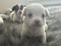 Casper, a male Chihuahua for sale in Hopkins, MN – Photo 4 of 10