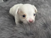 Casper, a male Chihuahua for sale in Hopkins, MN – Photo 1 of 10