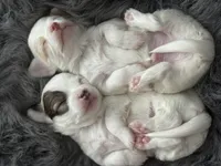 Casper, a male Chihuahua for sale in Hopkins, MN – Photo 7 of 10