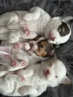 Casper, a male Chihuahua for sale in Hopkins, MN – Photo 6 of 10