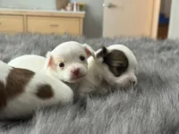 Casper, a male Chihuahua for sale in Hopkins, MN – Photo 3 of 10