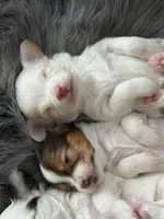 Casper, a male Chihuahua for sale in Hopkins, MN – Photo 2 of 10