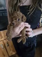 Baron, a male Poodle - Toy  for sale in Mayhill, NM – 7 of 7