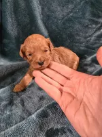 Christoph, a male Poodle - Toy  for sale in Mayhill, NM – Photo 3 of 5