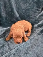 Christoph, a male Poodle - Toy  for sale in Mayhill, NM – Photo 5 of 5