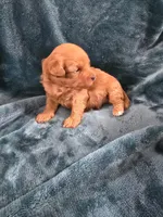 Christoph, a male Poodle - Toy  for sale in Mayhill, NM – Photo 4 of 5