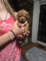 Rider, a male Poodle - Toy  for sale in Mayhill, NM – 3 of 7