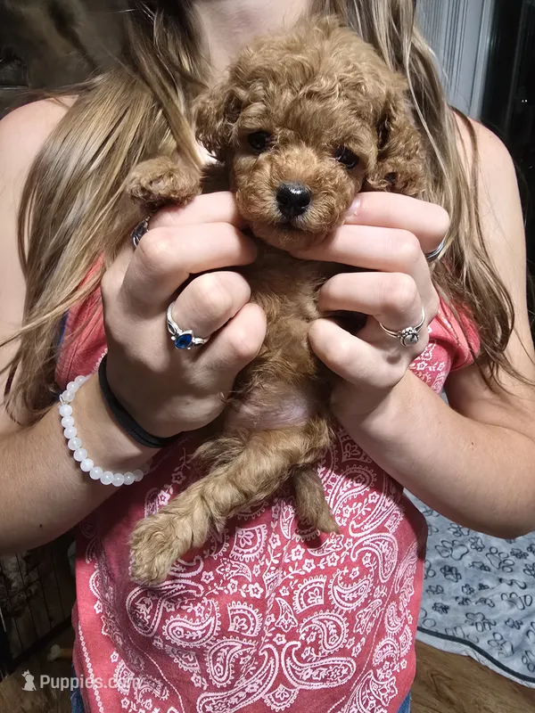 Rider – Poodle - Toy  puppy for sale in Mayhill, NM